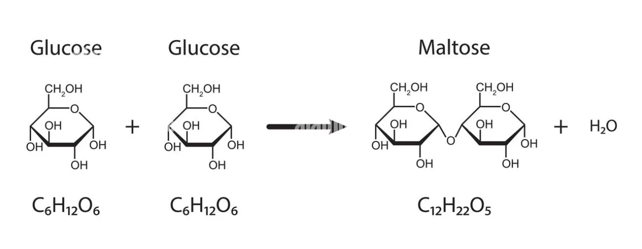 Formation of glycosidic bond in maltose
